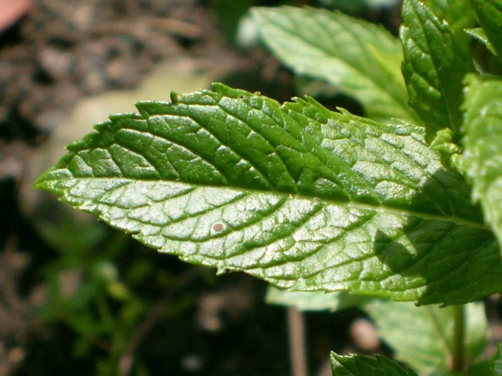 mint leaf