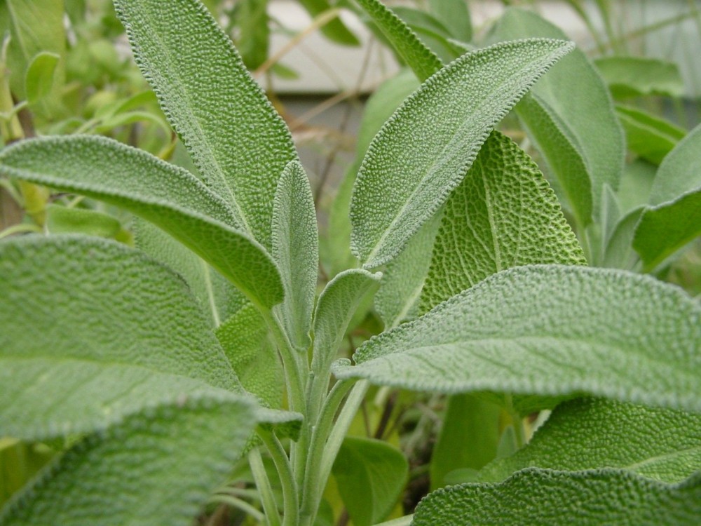 sage