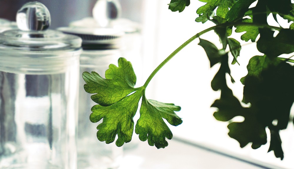 parsley leaf